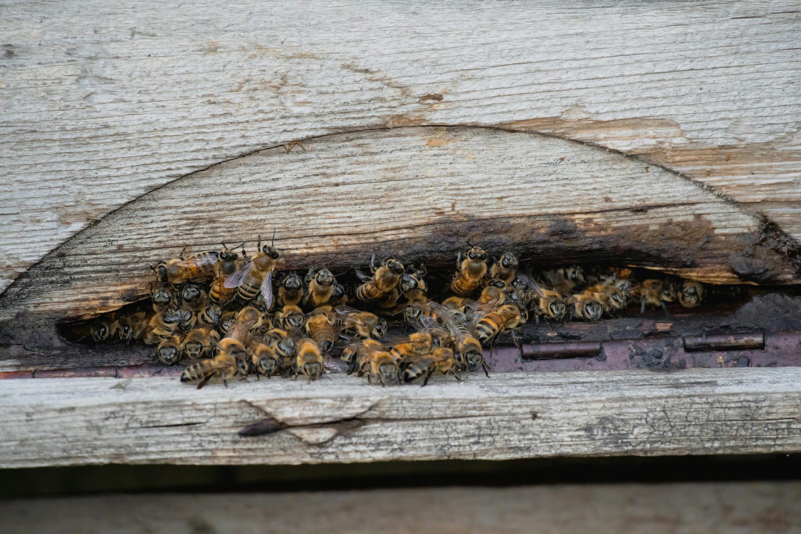 Bees in a Home in San Antonio Tx