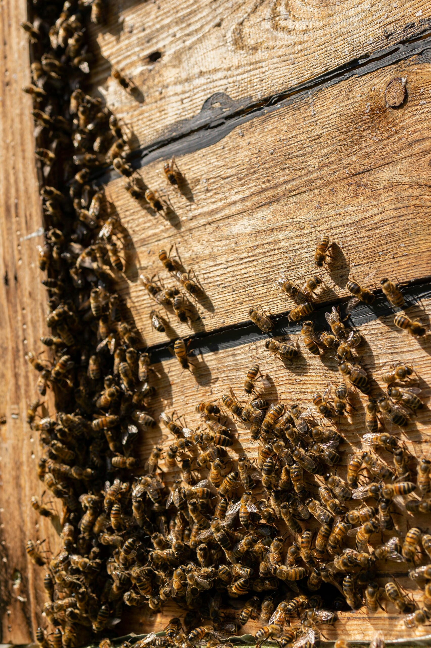 Bees i wall removal san antonio