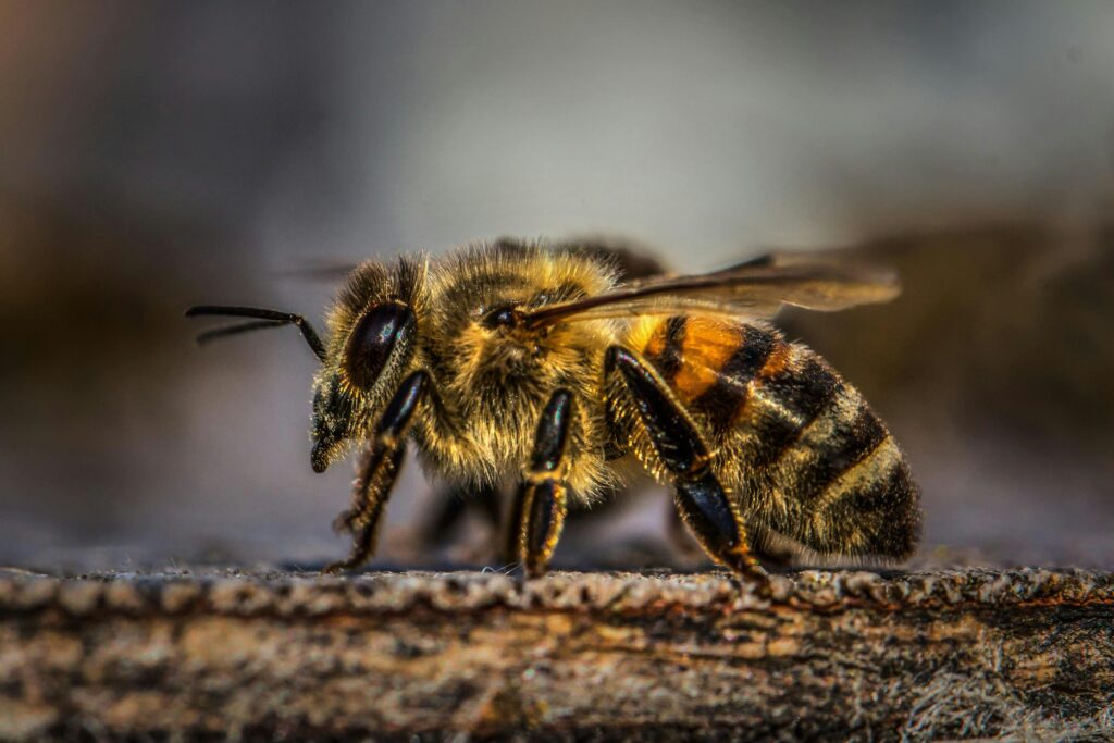 San Antonio Bee Control